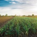 Sustainable Farming: The Key to a Greener Future