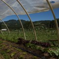 The Benefits of Organic Farming: A Sustainable Approach to Agriculture