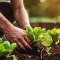 Sustainable Agriculture: Protecting the Environment and Improving Soil Fertility