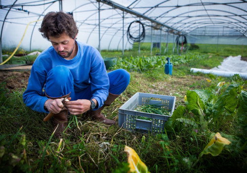 The Benefits of Crop Diversity and Sustainable Farming Practices