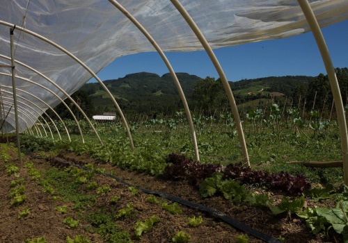 The Benefits of Organic Farming: A Sustainable Approach to Agriculture