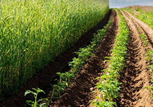 The Future of Sustainable Agriculture: Innovative Solutions for a Greener World