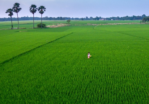 The Benefits of Crop Diversity in Sustainable Farming